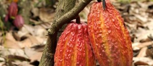 cacao