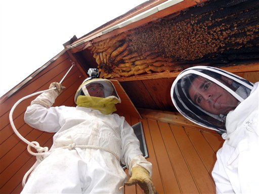 En esta fotografía de abril de 2013 suministrada por el apicultor Vic Bachman, Bachman (izquierda) y su socio Nate Hall se preparan para retirar una colmena de más de tres metros de largo en una cabaña de Eden, Utah. Se calcula que la colmena daba cabina a 60.000 abejas. (Foto AP/Cortesía de Vic Bachman)