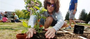 Nicole Wells trabaja en un jardín comunitario en la Iglesia Presbiteriana de Sherwood en Oregón el sábado 15 de mayo del 2010. Las mujeres tienen un nuevo motivo para hacer ejercicios: podría ayudarles a evitar los cálculos renales. Pero tampoco hace falta llegar a extremos; aun un par de horas de caminatas por semana pueden reducir en un tercio el riesgo de contraer este problema doloroso y común, según halló un estudio numeroso a discutirse el 3 de mayo del 2013 en una conferencia de la Asociación Urológica Estadounidense en San Diego (AP Foto/Rick Bowmer)
