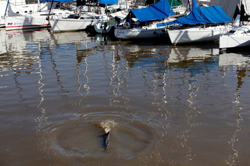Una ballena perdida nada cerca de embarcaciones en Puerto Madero, Buenos Aires, Argentina, el lunes 3 de agosto de 2015. (AP Foto/Natacha Pisarenko)