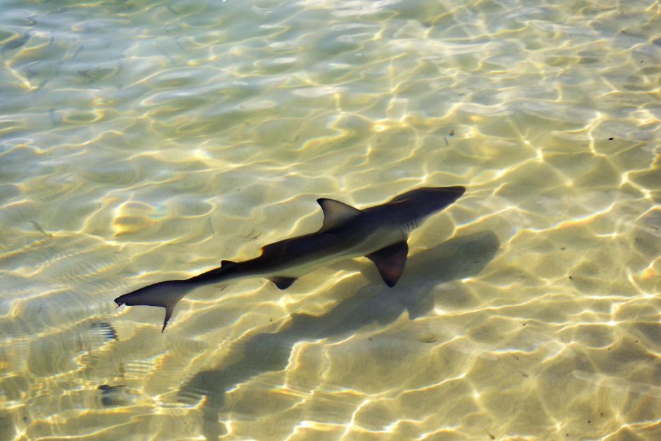 Tiburón de Galápagos (Carcharhinus galapagensis). Playa Tortuga Bay. Isla de Santa Cruz de las Galápagos. Ecuador, subida a Flickt, en 2014, por KARTEEN.