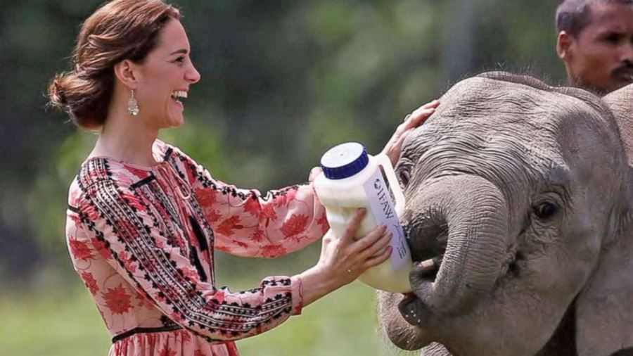 Kate en safari en India. Foto: abcnews.go.com