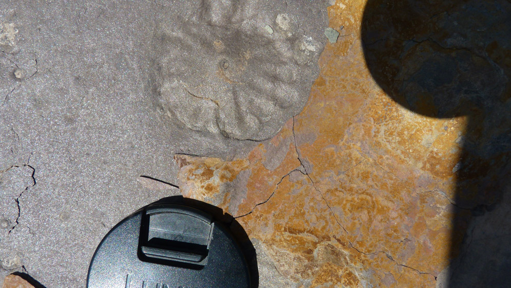 Los registros fósiles hallados son cientos. Fotos: Gentileza investigadores