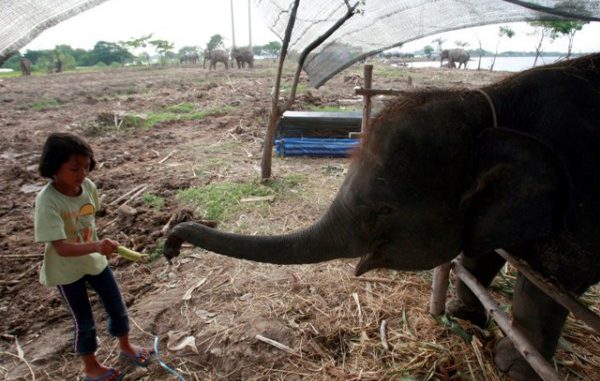 TAILANDIA-ELEFANTES