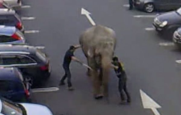 IRLANDA-ELEFANTE