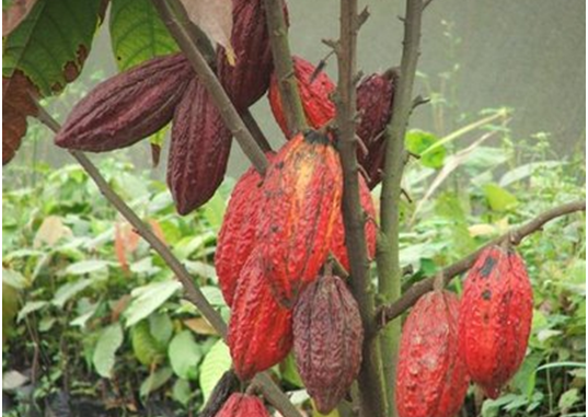 planta-de-cacao