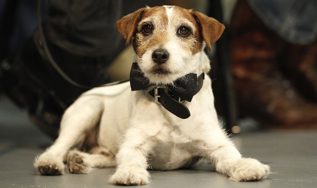 uggie