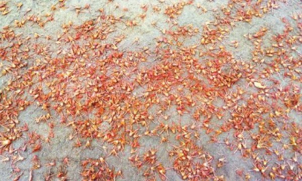 crustaceos muertos