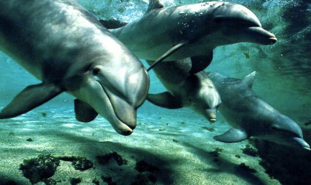 delfines