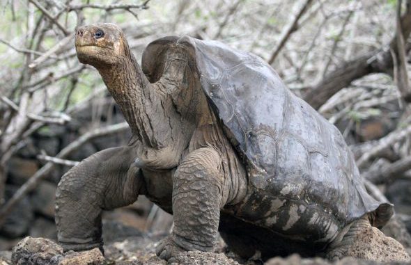 el-solitario-jorge-unico-en-su-especie-fallecio-el-pasado-domingo-_590_395_40260 (590x395)