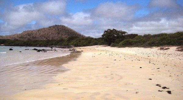 garrapatero_galapagos1