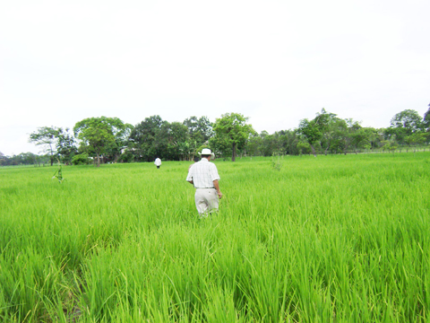 arroz_ecuador