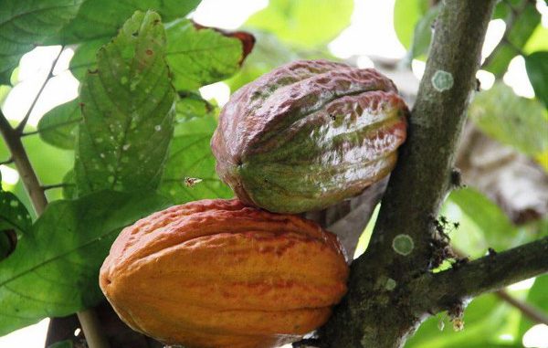 cacao