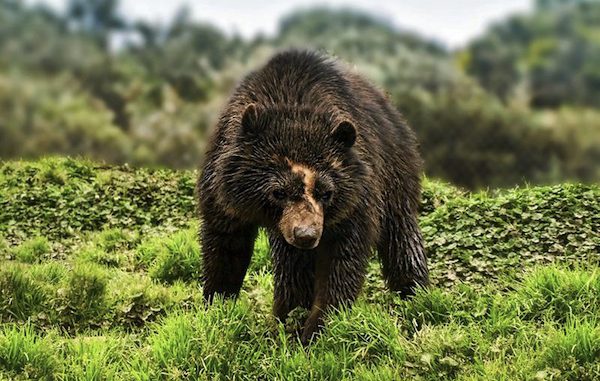 oso andino
