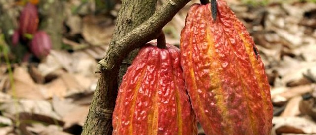 Ecuador Promueve Su Cacao En China La Republica Ec