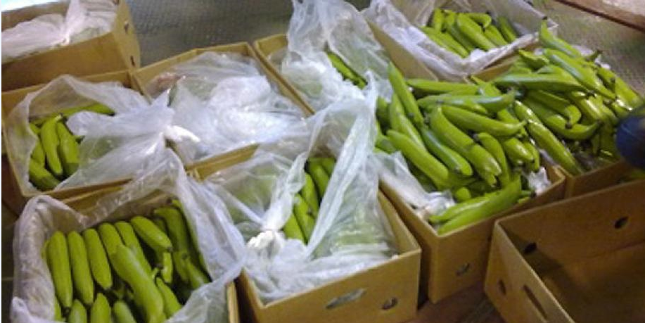 Banana
