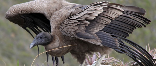 condor