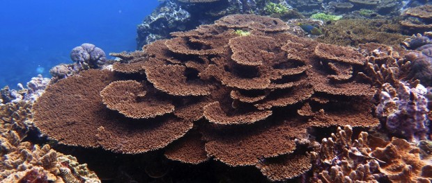 LA CONTAMINACIÓN DE MICROPLÁSTICOS AMENAZA A LOS CORALES DE LA GRAN BARRERA