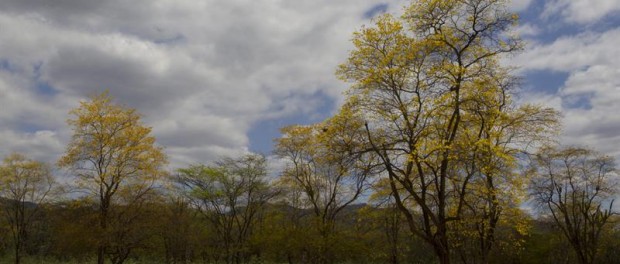 guayacanes