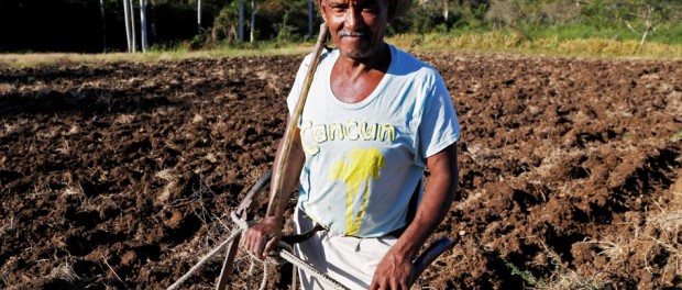 cuba agricultura
