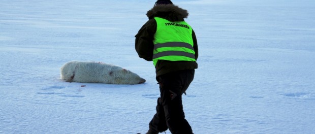 Oso polar muerto en Noruega