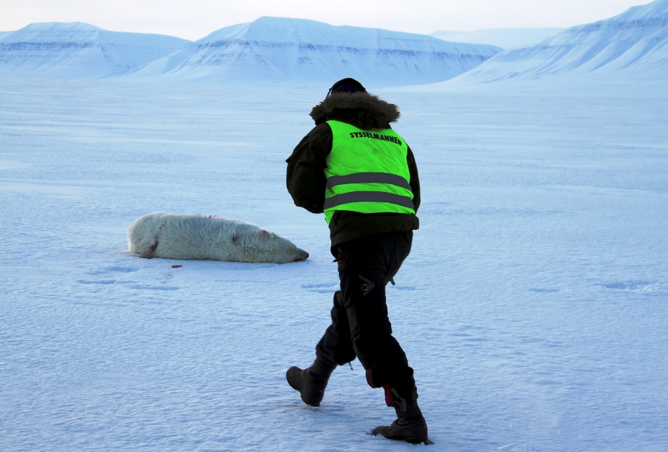 Oso polar muerto en Noruega