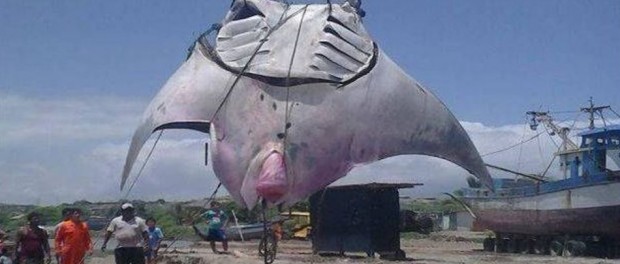 mantarraya