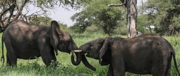 elefantes Tanzania
