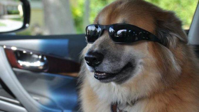 perro