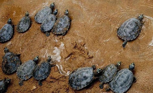 tortugas