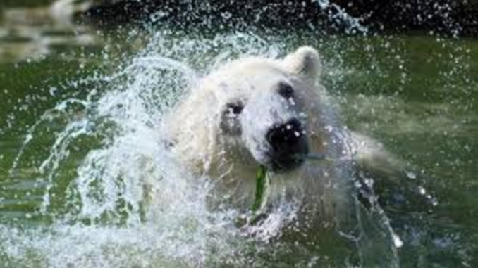 osa polar