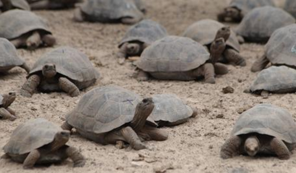 La Natividad llega a Islas Galápagos con la eclosión de huevos de tortugas