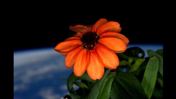 flor espacio