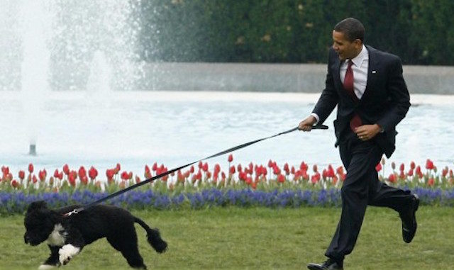obama bo