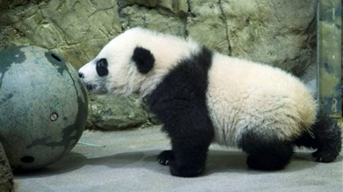 panda Bei Bei