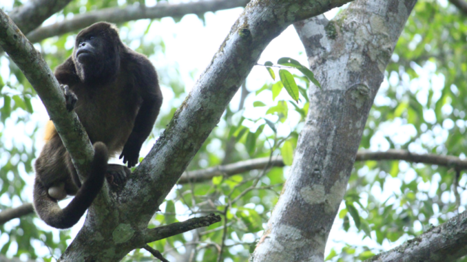 Monos Pecoche