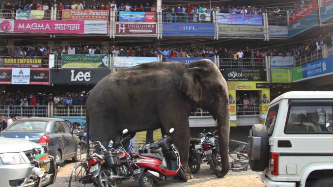 india elefante estampida