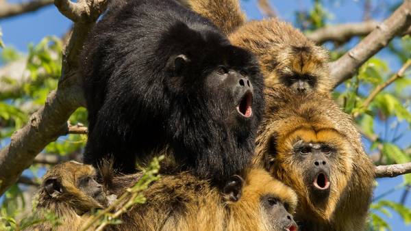 monos aulladores