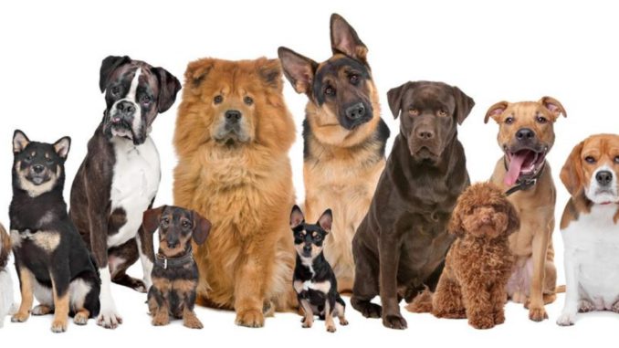 mascotas