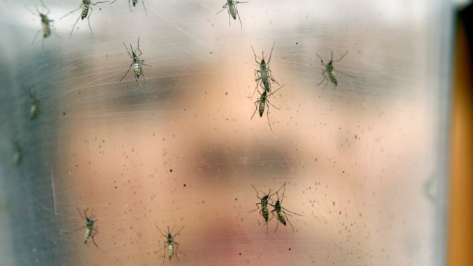amn med zika mosquitos modificados datos