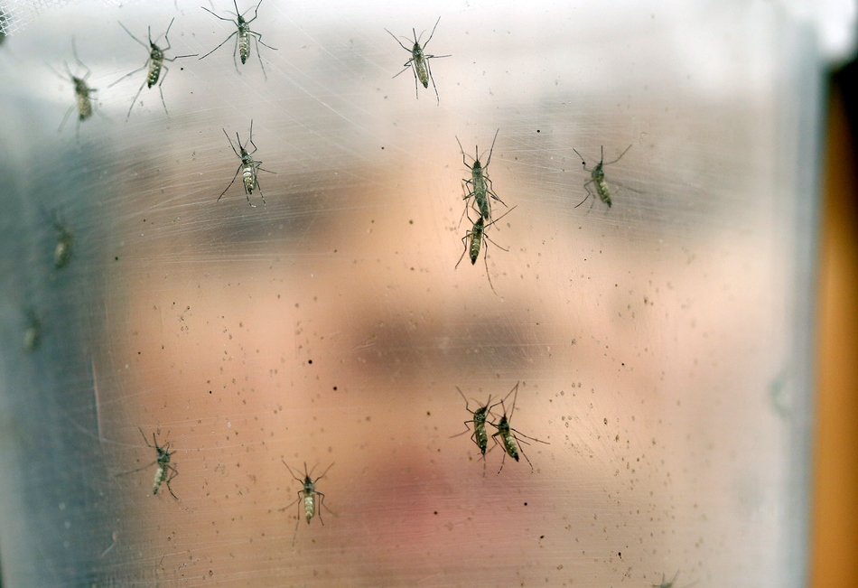 amn med zika mosquitos modificados datos