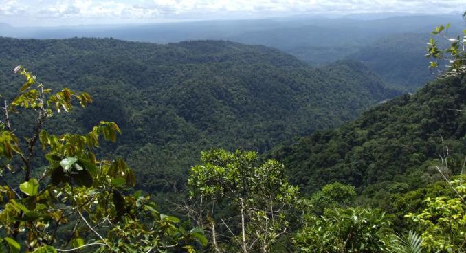 bosques