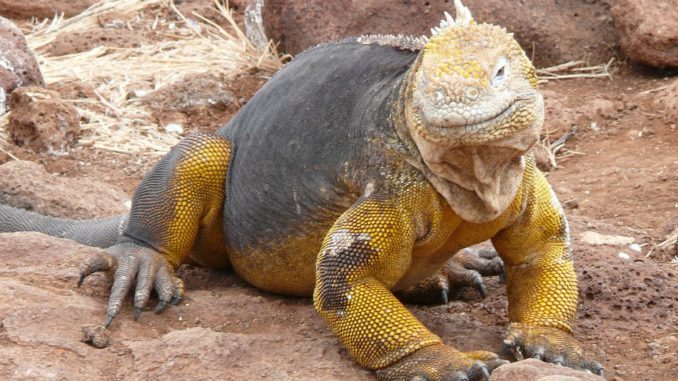 iguana_terrestre