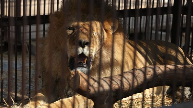 PERU-LEONES