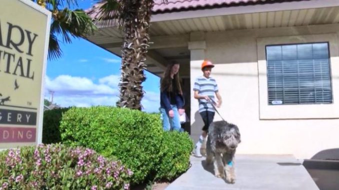 perro sobrevive caída de acantilado