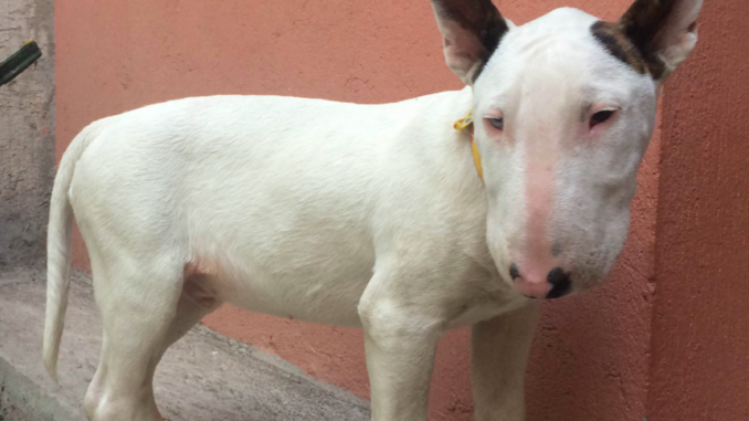 Perro