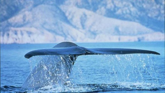 ballena azul