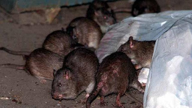 ratas nueva york