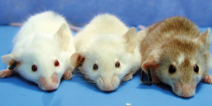 ratones