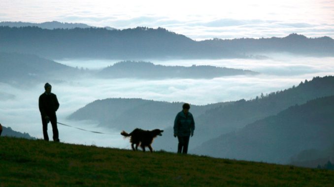 ORIGEN DE PERROS
